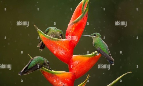 宫颈糜烂用药三个月后可以同房吗网 - 宫颈糜烂用药期间可以同房吗,宫颈糜烂给药后多久才能同房